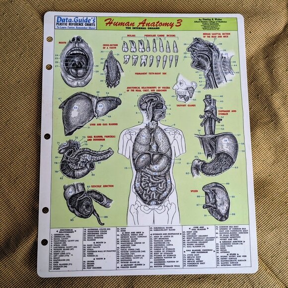 Human Anatomy 3 The Internal Organs Data Guides Plastic Reference Chart 1959 - Picture 1 of 2